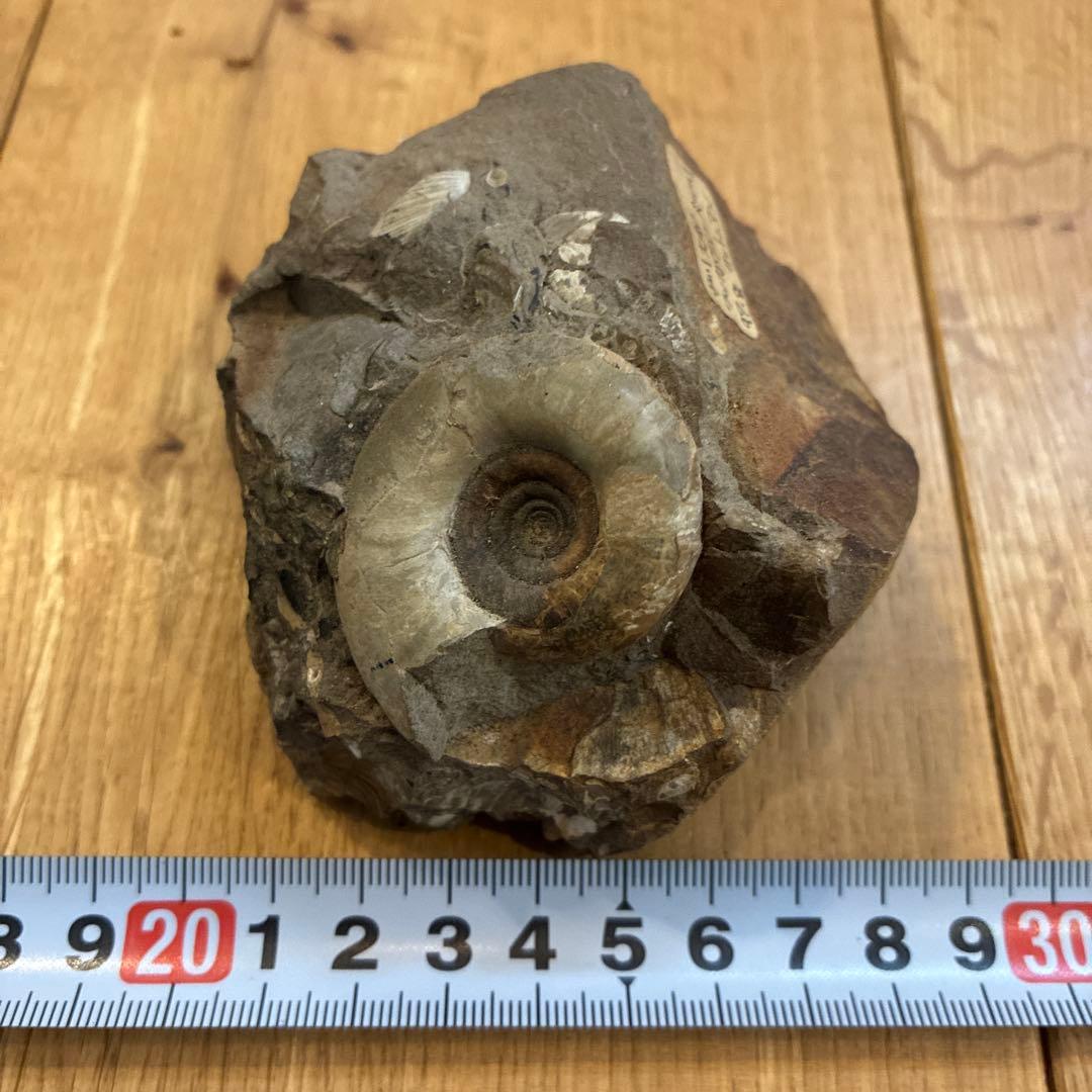 アンモナイト化石 約20cm 1997.8採掘