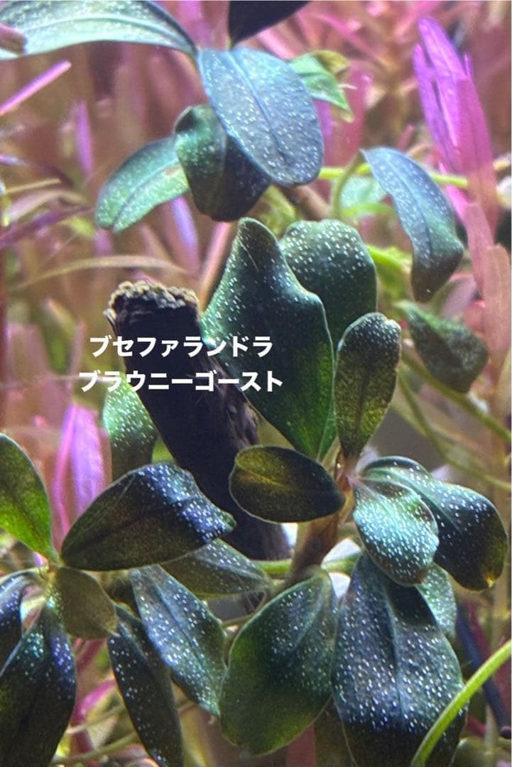 水草茂「はる様オーダー用」