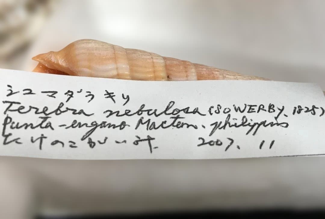 【博物館級・来歴明確】貝殻標本コレクション 6点／学名・採集地・採集年・水深記録