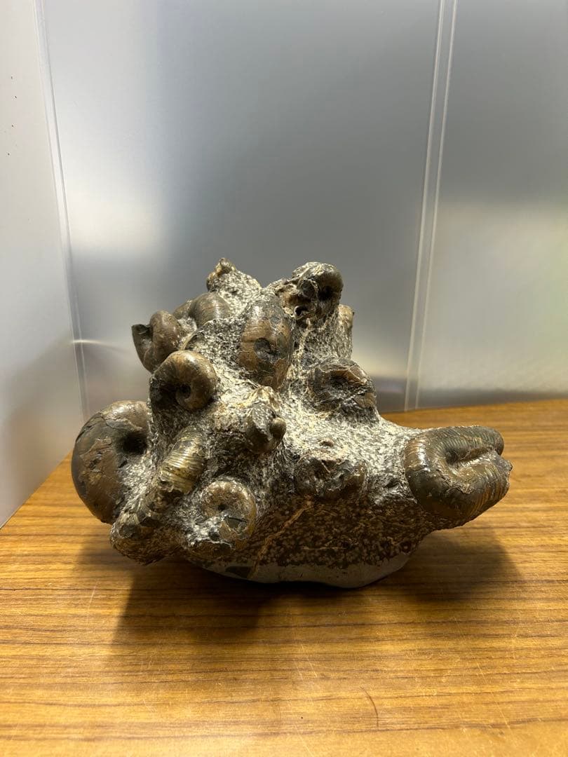 【希少】異常巻き　アンモナイト　化石　ヘテロマーファ　スカフィテス属　4730g