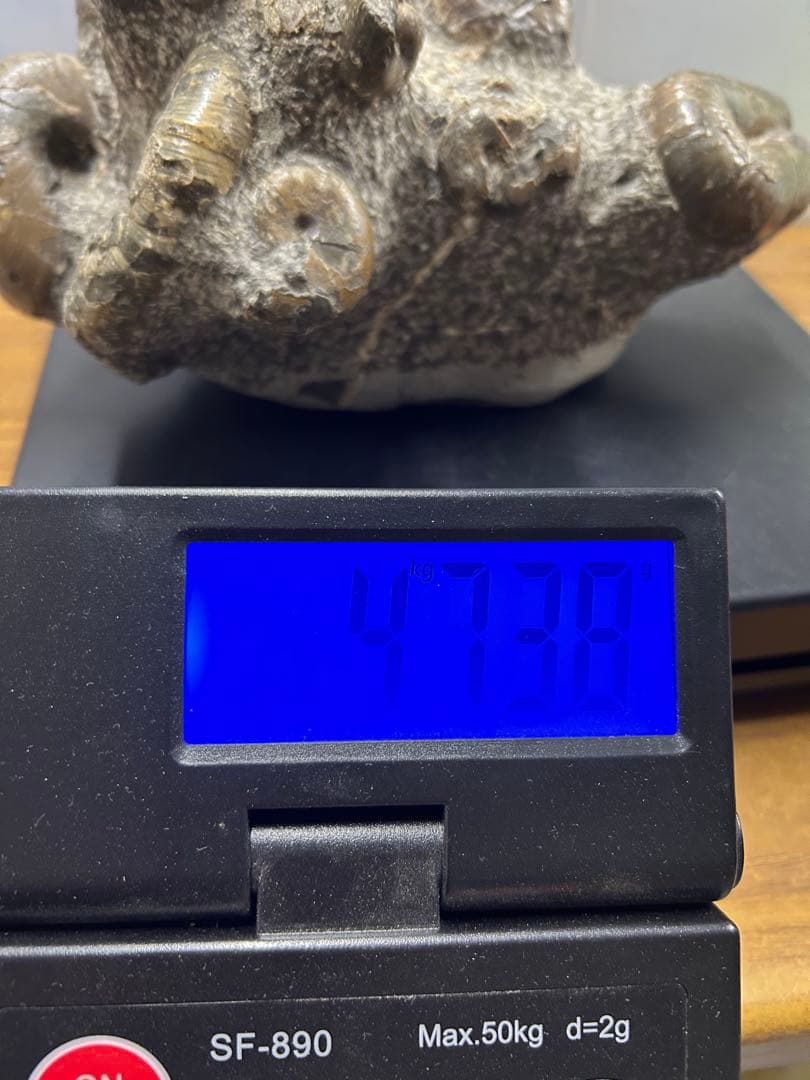 【希少】異常巻き　アンモナイト　化石　ヘテロマーファ　スカフィテス属　4730g