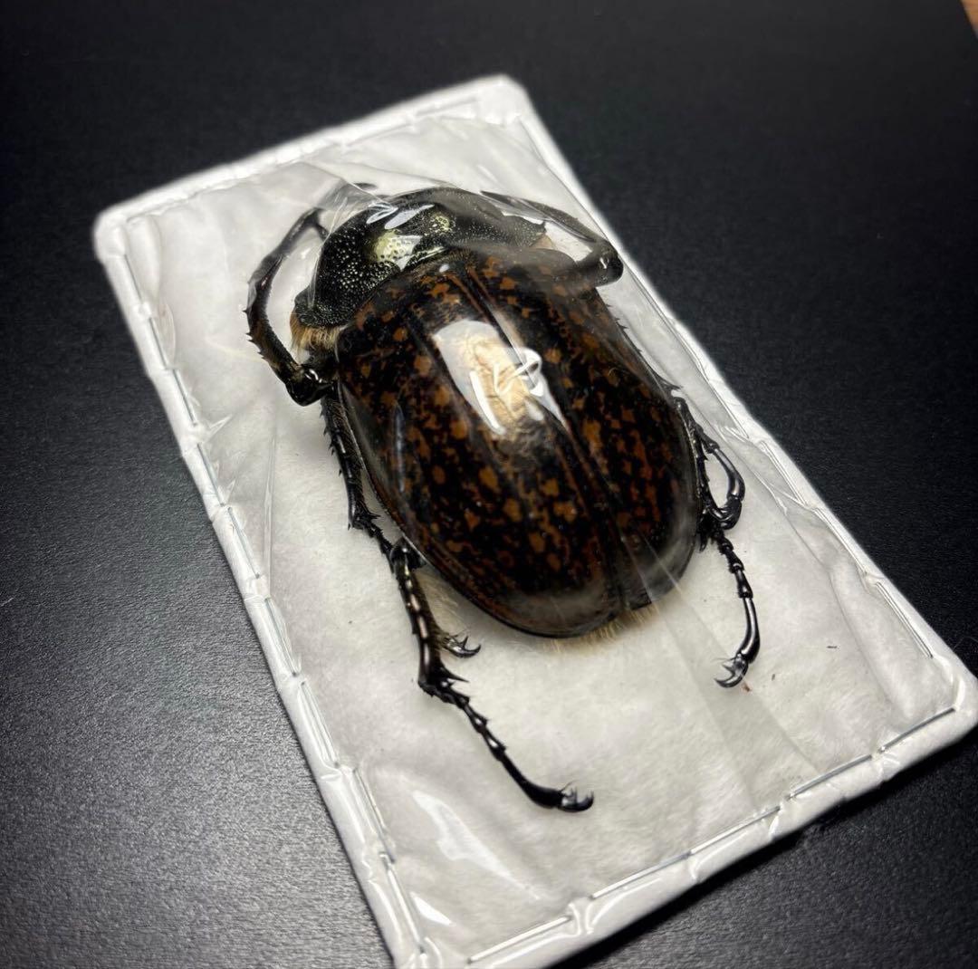 標本68.5mm ゲストロイテナガコガネ Cheirotonus gestroi