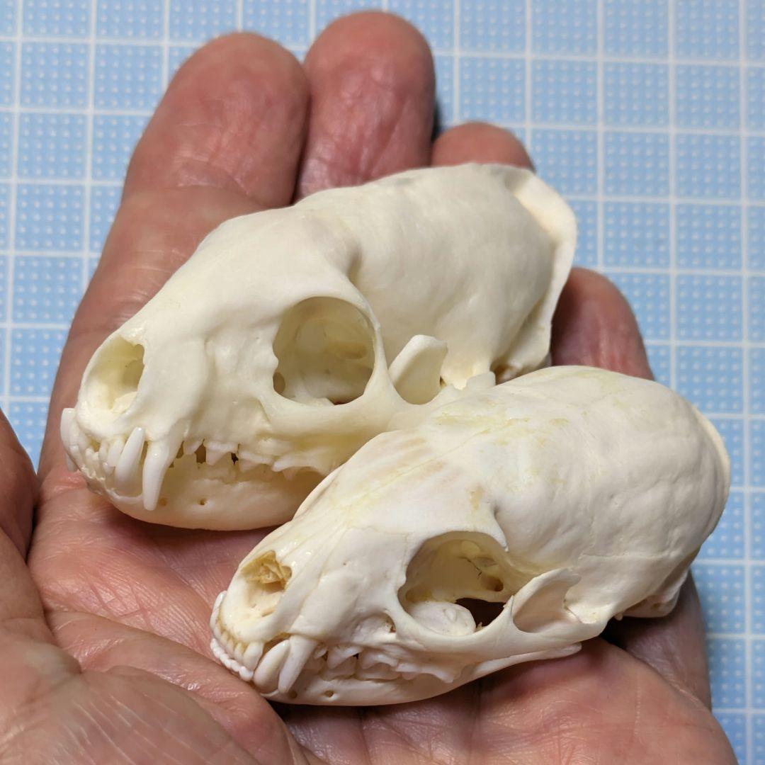 頭骨標本　ジャワマングース　ペア