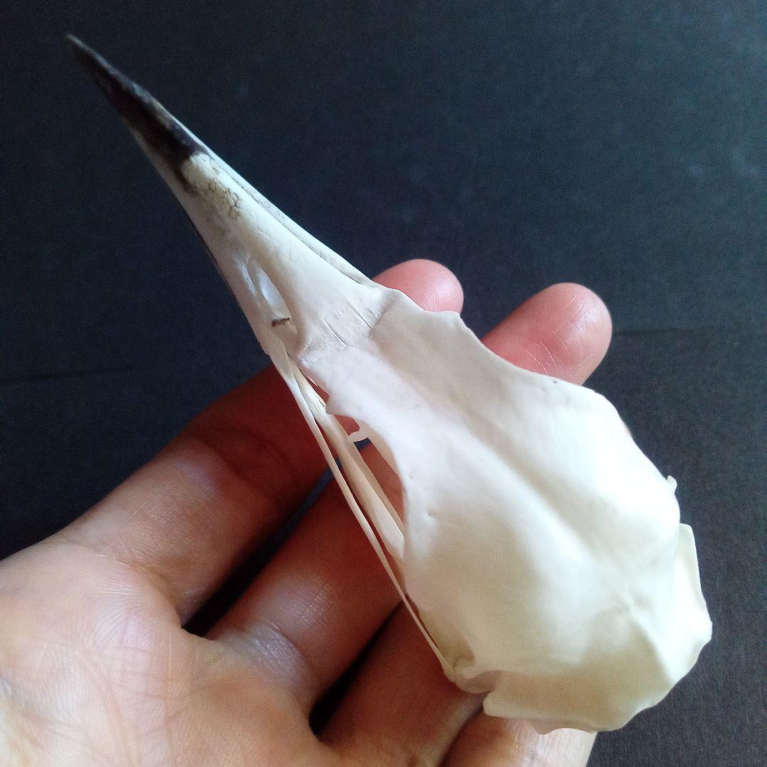 アオサギ　鷺　頭部　頭骨　スカル　極美麗標本