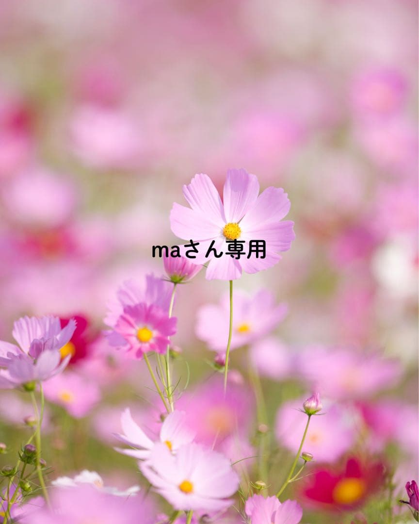maさん専用