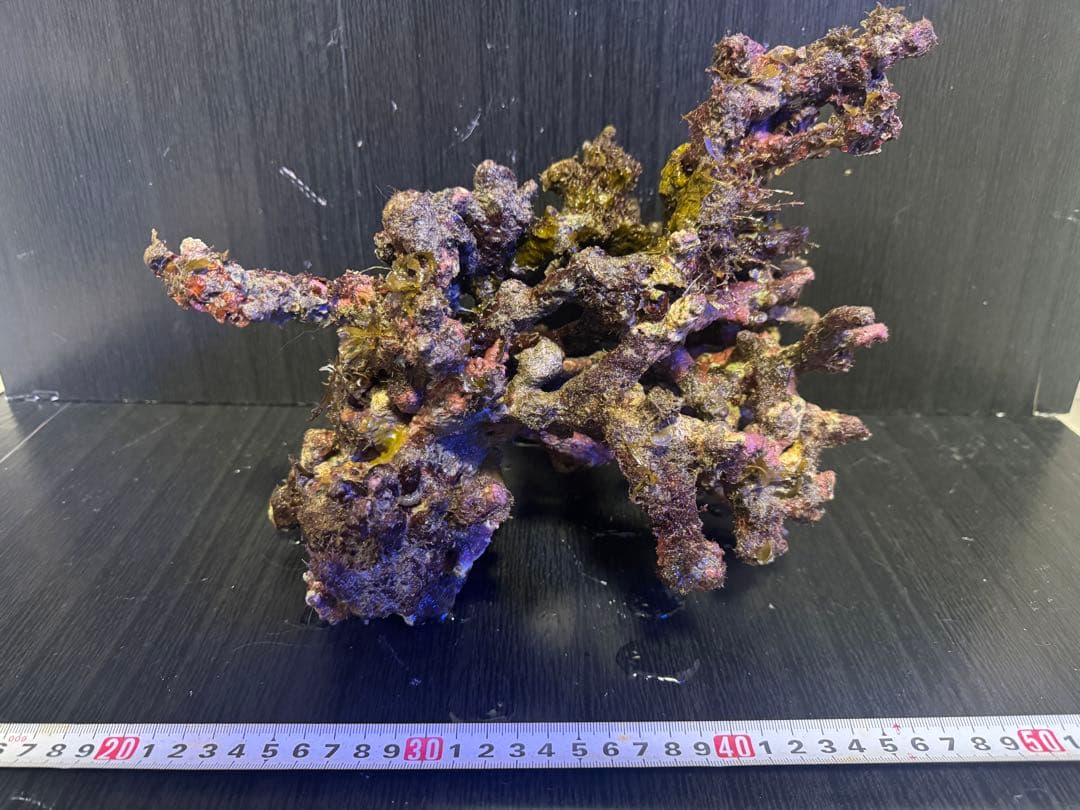 枝状大サイズ 天然ライブロック 1個