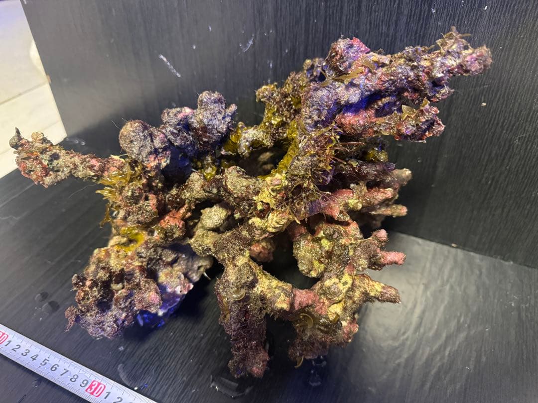 枝状大サイズ 天然ライブロック 1個