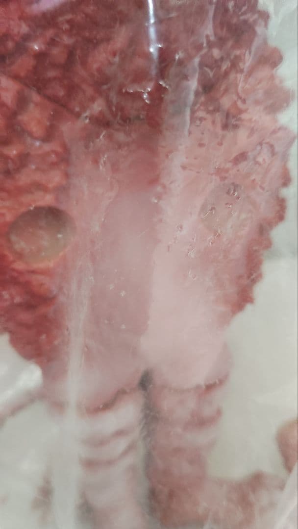 マーミット KAIJUシリーズ　ガラモンソフビ　彩色キット