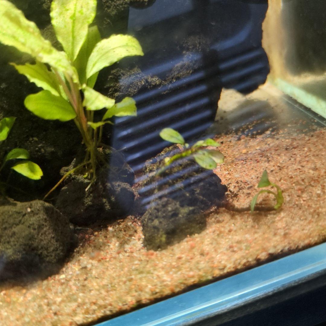 ブセファランドラ　写真のものすべて　水中葉　引退出品