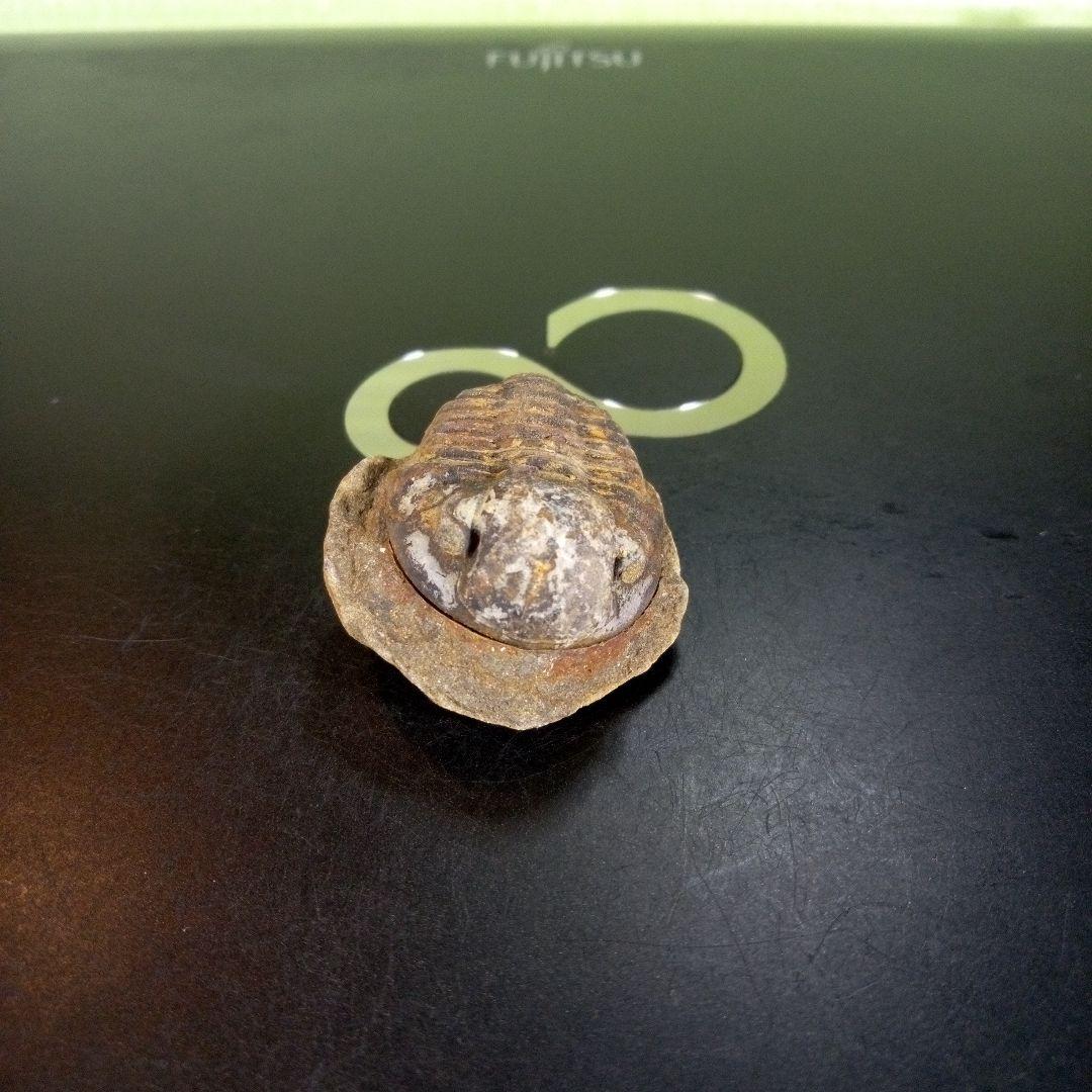 三葉虫　化石　fossil　ボリビア産　trilobite　南アメリカ化石郡⑦