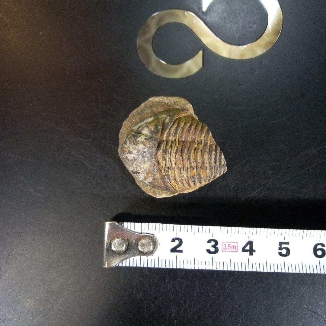 三葉虫　化石　fossil　ボリビア産　trilobite　南アメリカ化石郡⑦