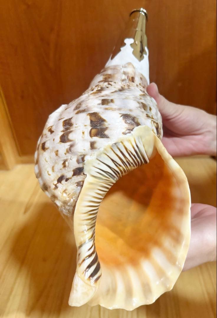 修験道法螺貝　山伏　密教　熊よけ　魔除け❣️ホラガイ　ほら貝