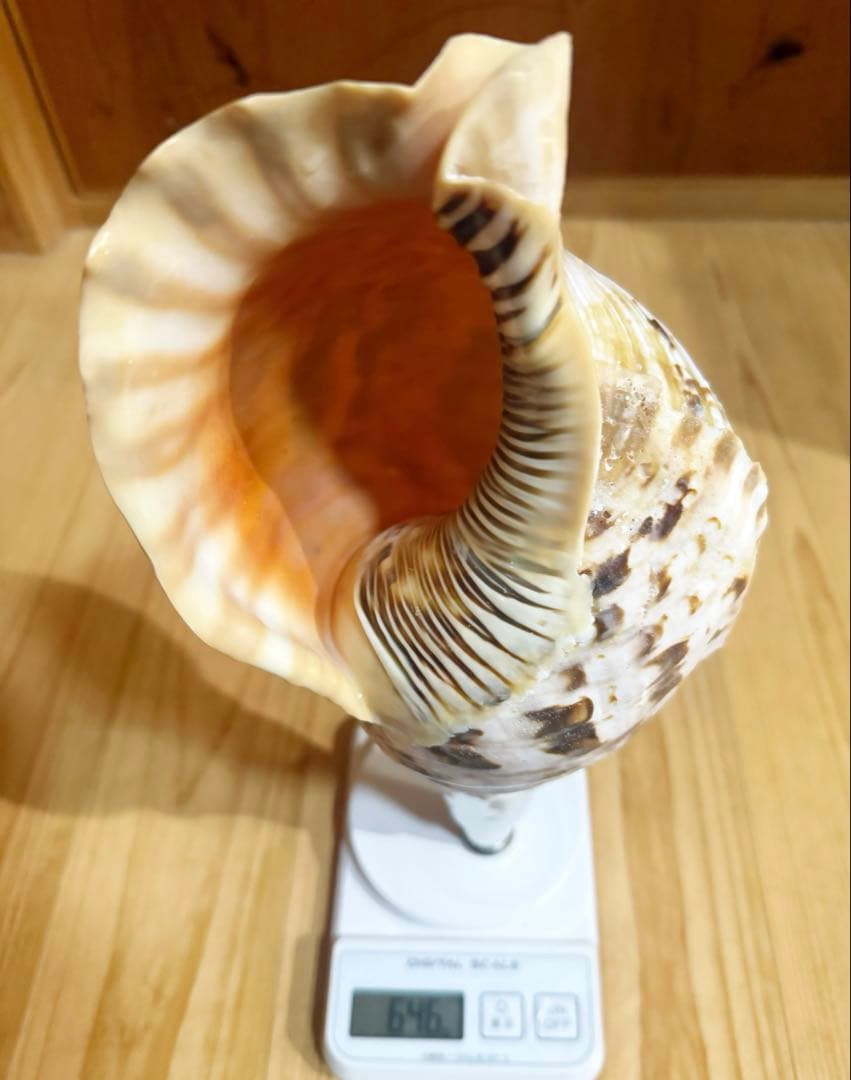 修験道法螺貝　山伏　密教　熊よけ　魔除け❣️ホラガイ　ほら貝