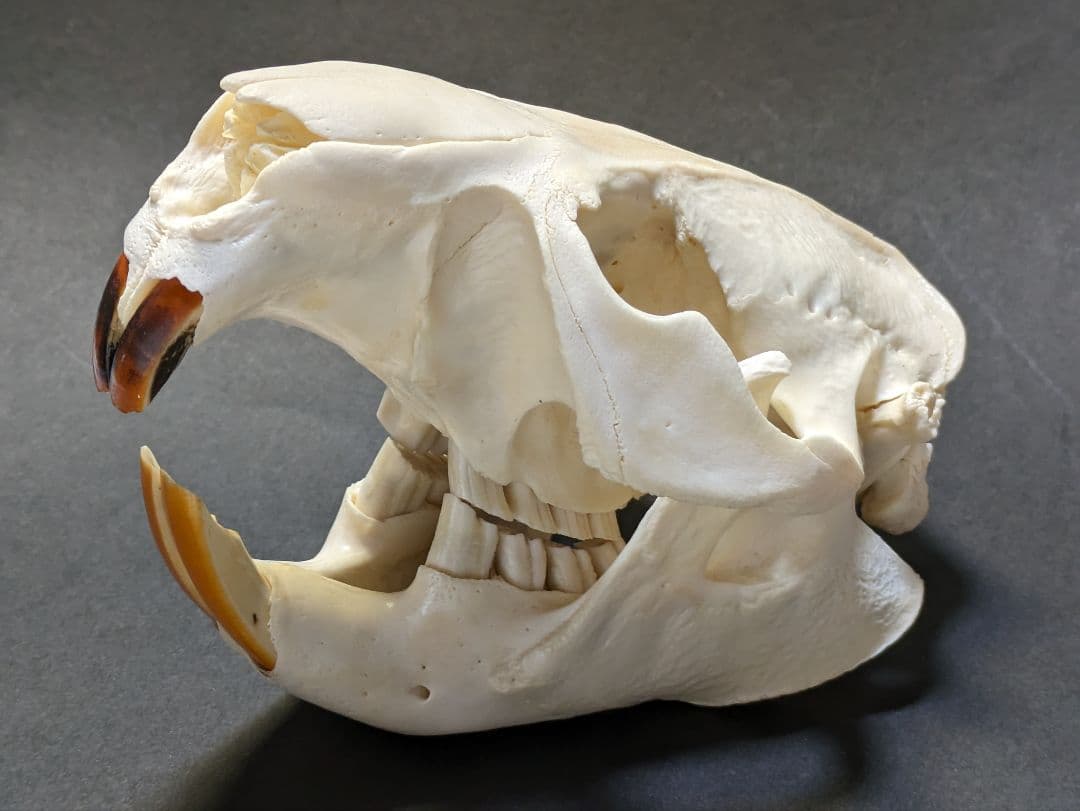 頭骨標本　アメリカビーバー