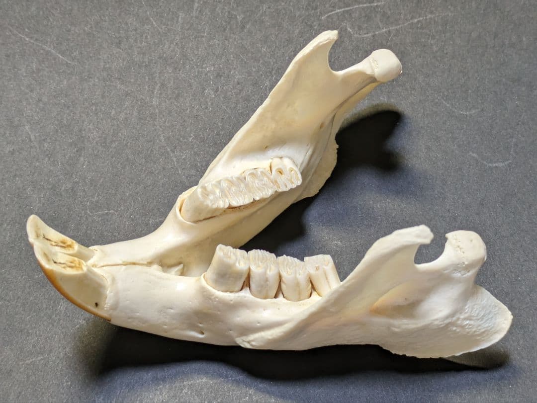 頭骨標本　アメリカビーバー