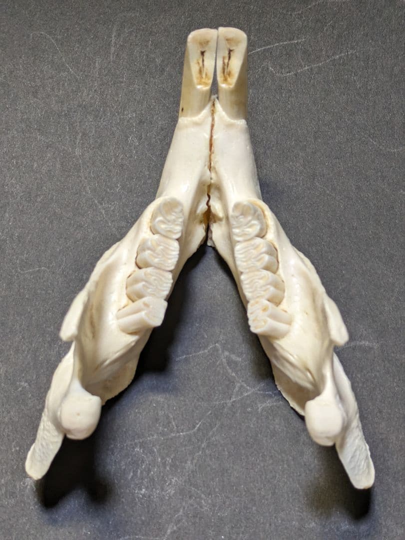 頭骨標本　アメリカビーバー