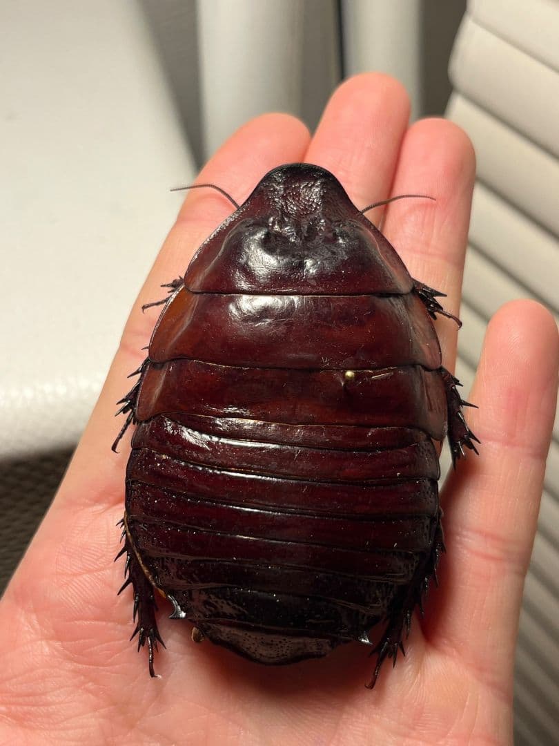 【71mm】ヨロイモグラゴキブリ Macropanesthia昆虫標本