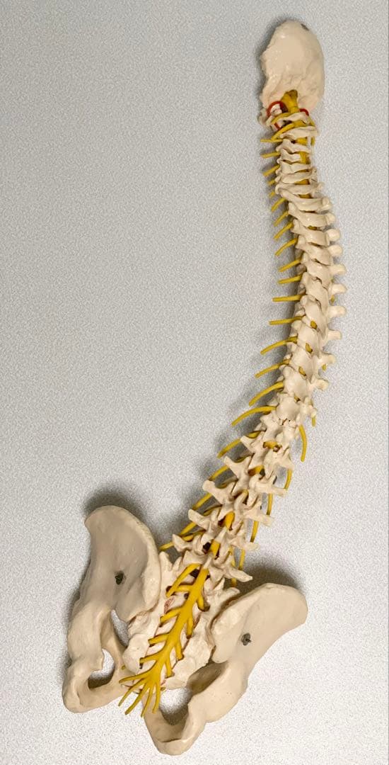 人体脊椎模型 可動式 約85cmカイロプラクティック 全健会 コタロウ ドイツ製