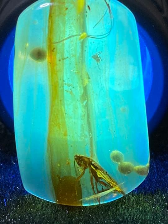 アンバー 琥珀  昆虫 コレクション 天然石 虫入り ゴキブリ 価値上がる 宝石