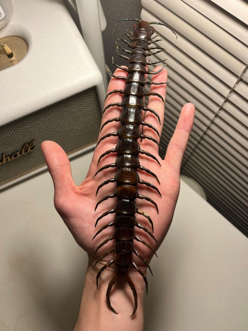 【蜈蚣最高峰】ベネズエラブラックジャイアントセンチピード 全長25cm厶カデ標本