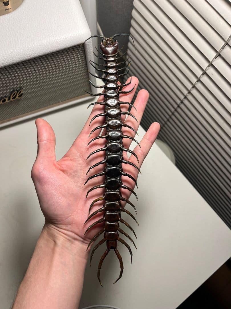 【蜈蚣最高峰】ベネズエラブラックジャイアントセンチピード 全長25cm厶カデ標本