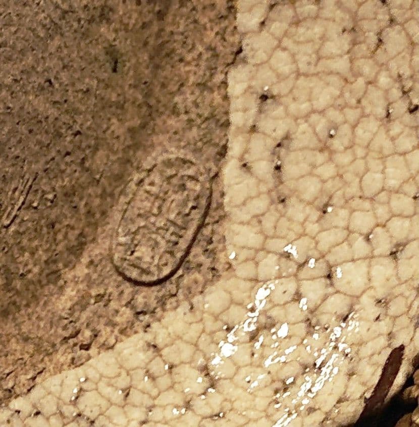 茶道具 織部 耳付 茶入 2代山口錠鐵 仕覆 共箱