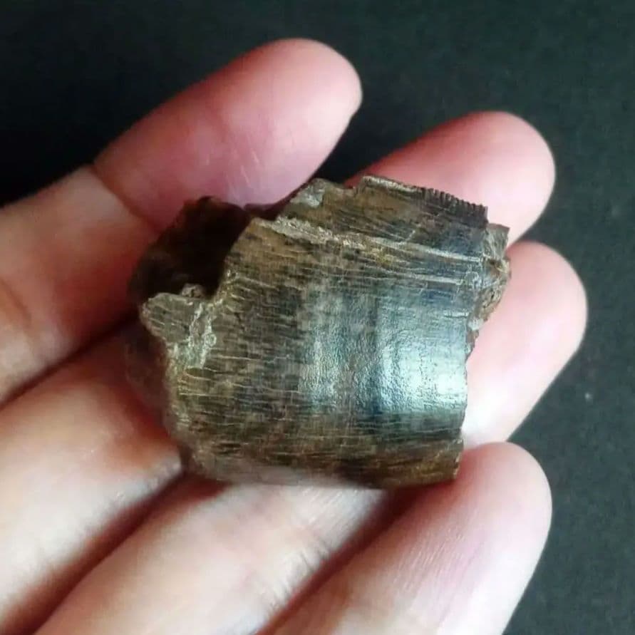 恐竜　歯化石　北米大陸獣脚類　ティラノサウルス　T-REX　Montana