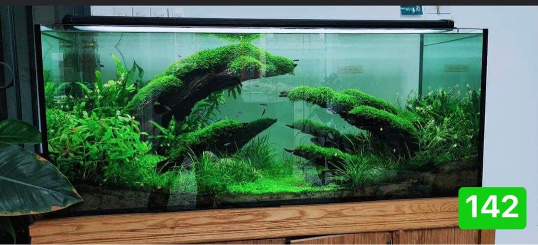 ブランチウッド　．水草用の 流木。流木アクアリウム　. パルダリウム　盆栽流木