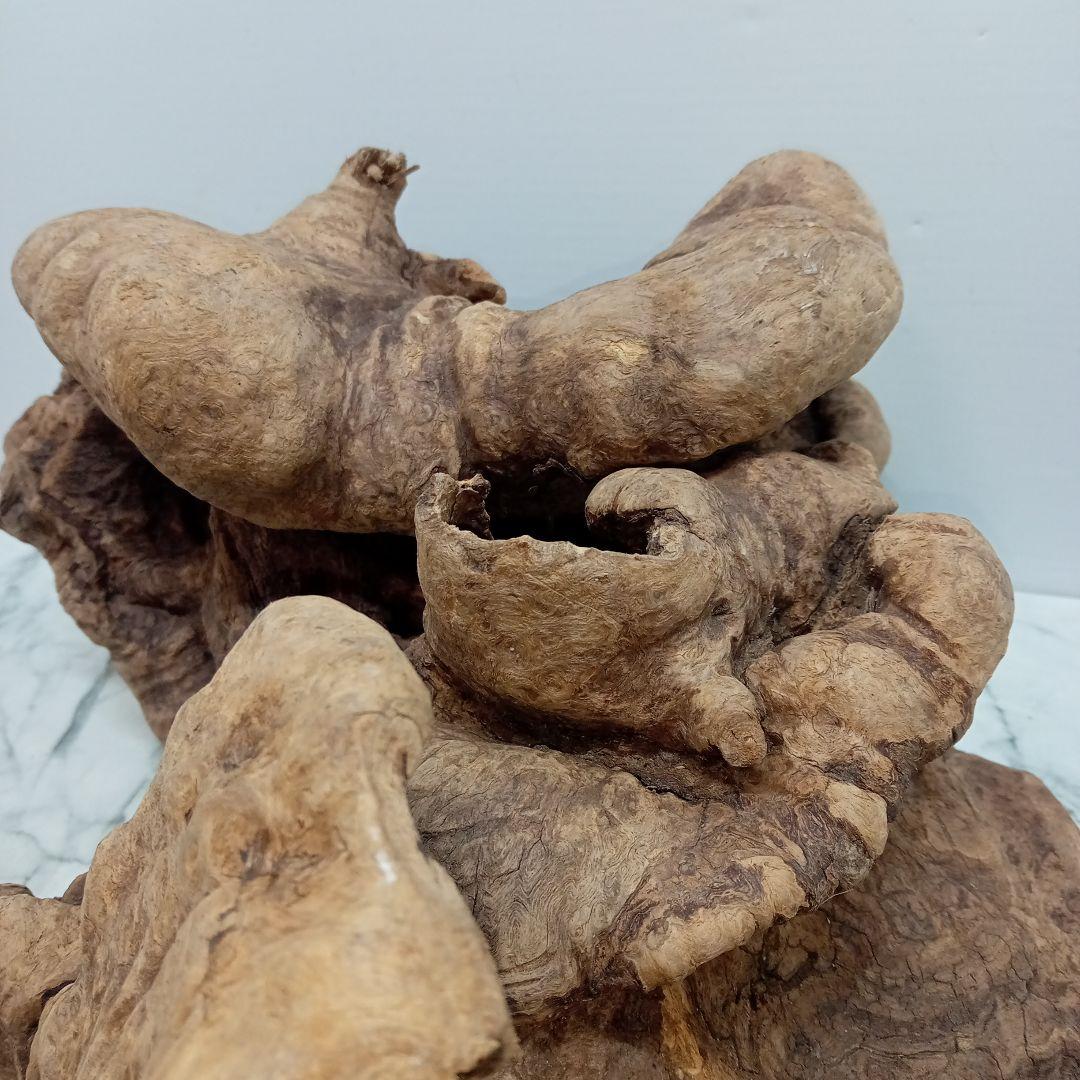 アク抜き済み流木【328】最終価格