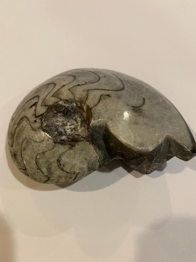 モロッコ産　アンモナイト　化石　⑱