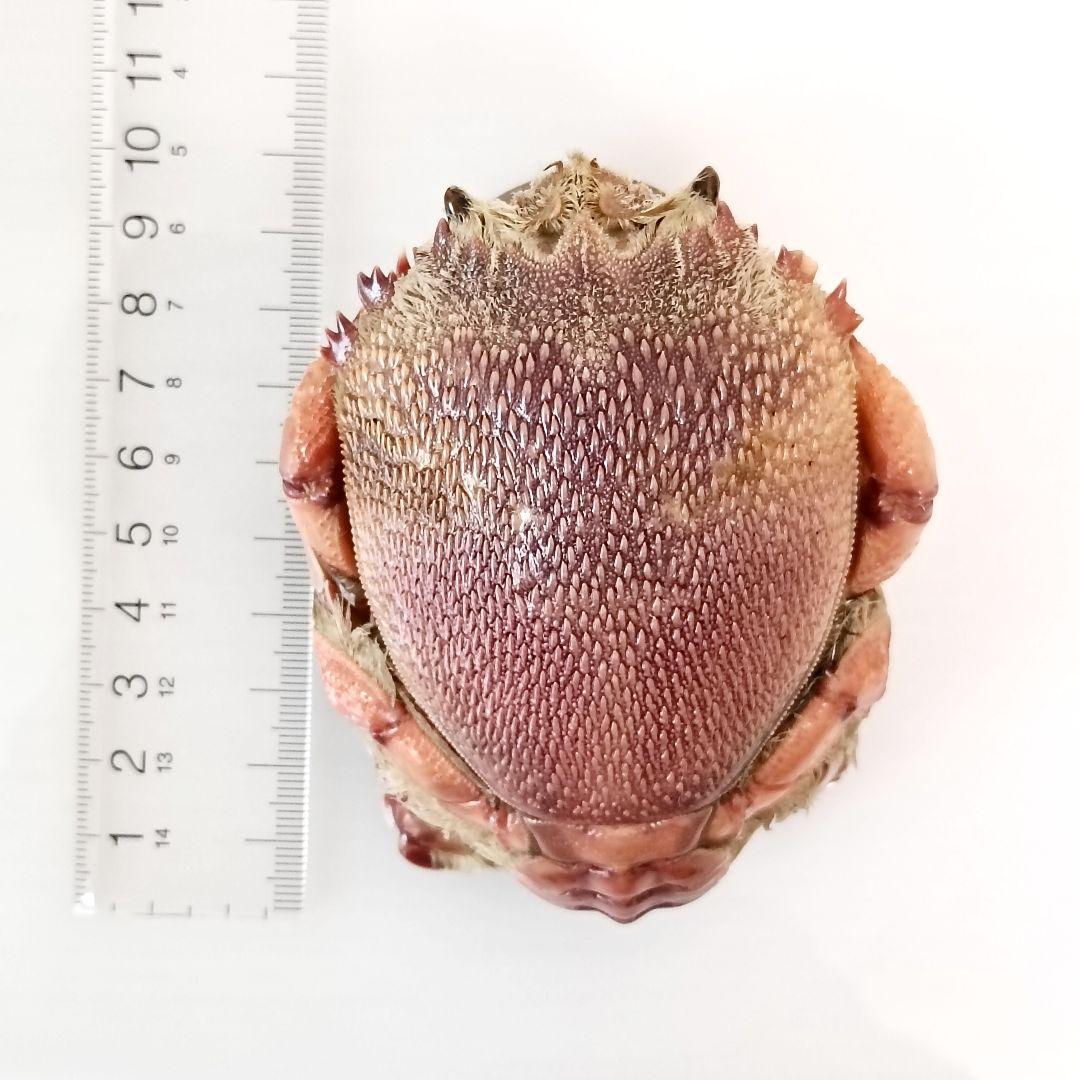 極希少【1点物】アサヒガニ③ 乾燥・色彩保存標本 全長約10cm