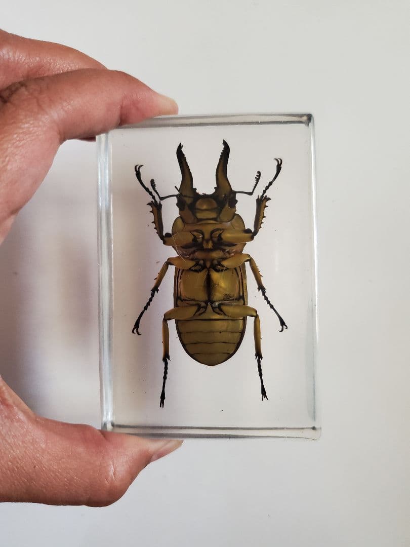 オウゴンオニクワガタ　樹脂標本
