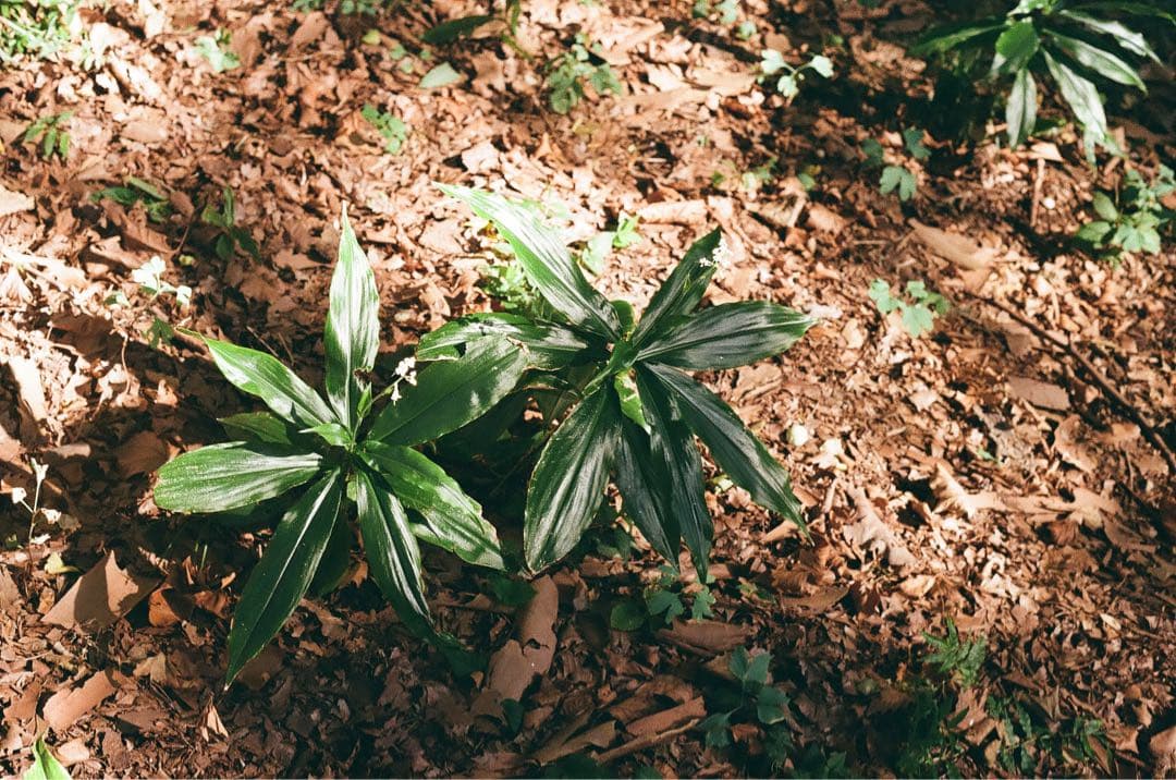 PENTAX super A レンズセット