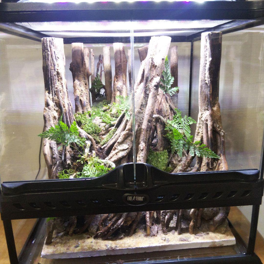 【受注生産】グラステラリウム3030　イモリウム　苔テラリウム　アクアテラリウム