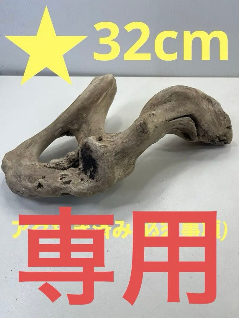 R70アク抜き済み流木 爬虫類シェルター レイアウト用 インテリア エアプランツ