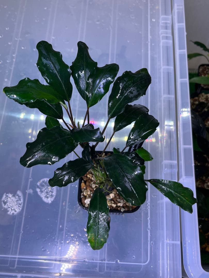 H*O様 ブセファランドラ　モトレイアーナ　パダワン