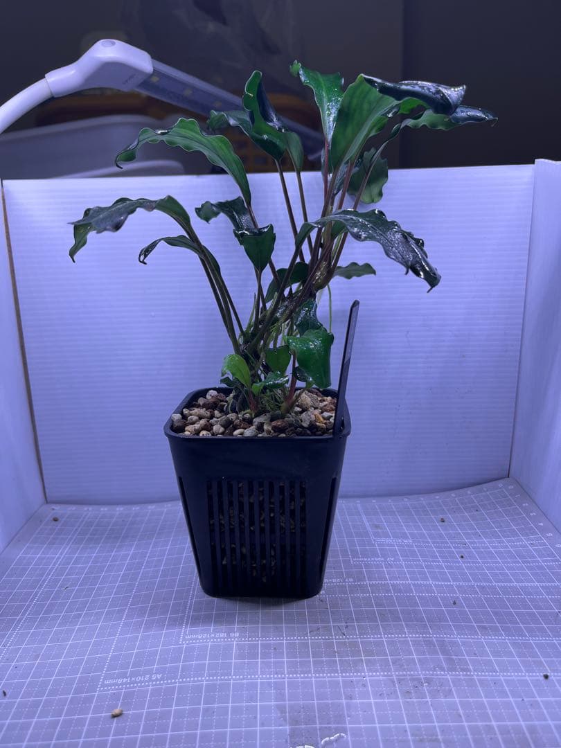 H*O様 ブセファランドラ　モトレイアーナ　パダワン