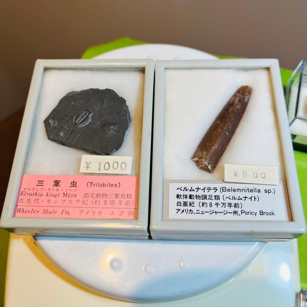 化石 まとめ売り　三葉虫　貝　シダ　ウニ　アンモナイト