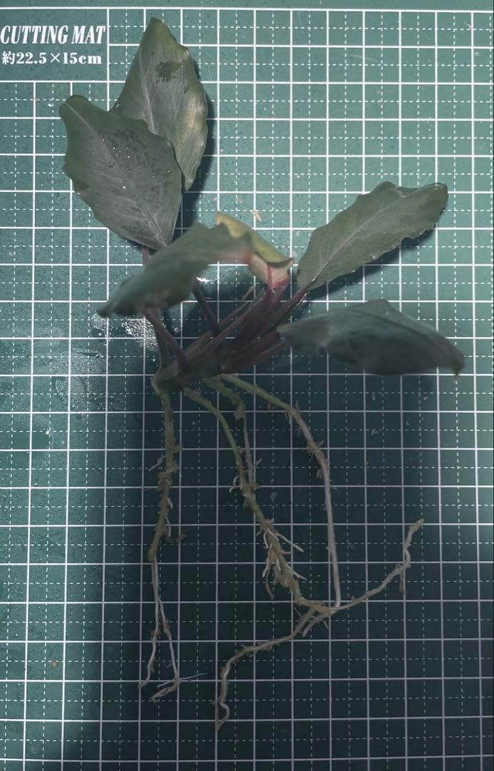 Bucephalandra sp. \"Dark gray\" TB便