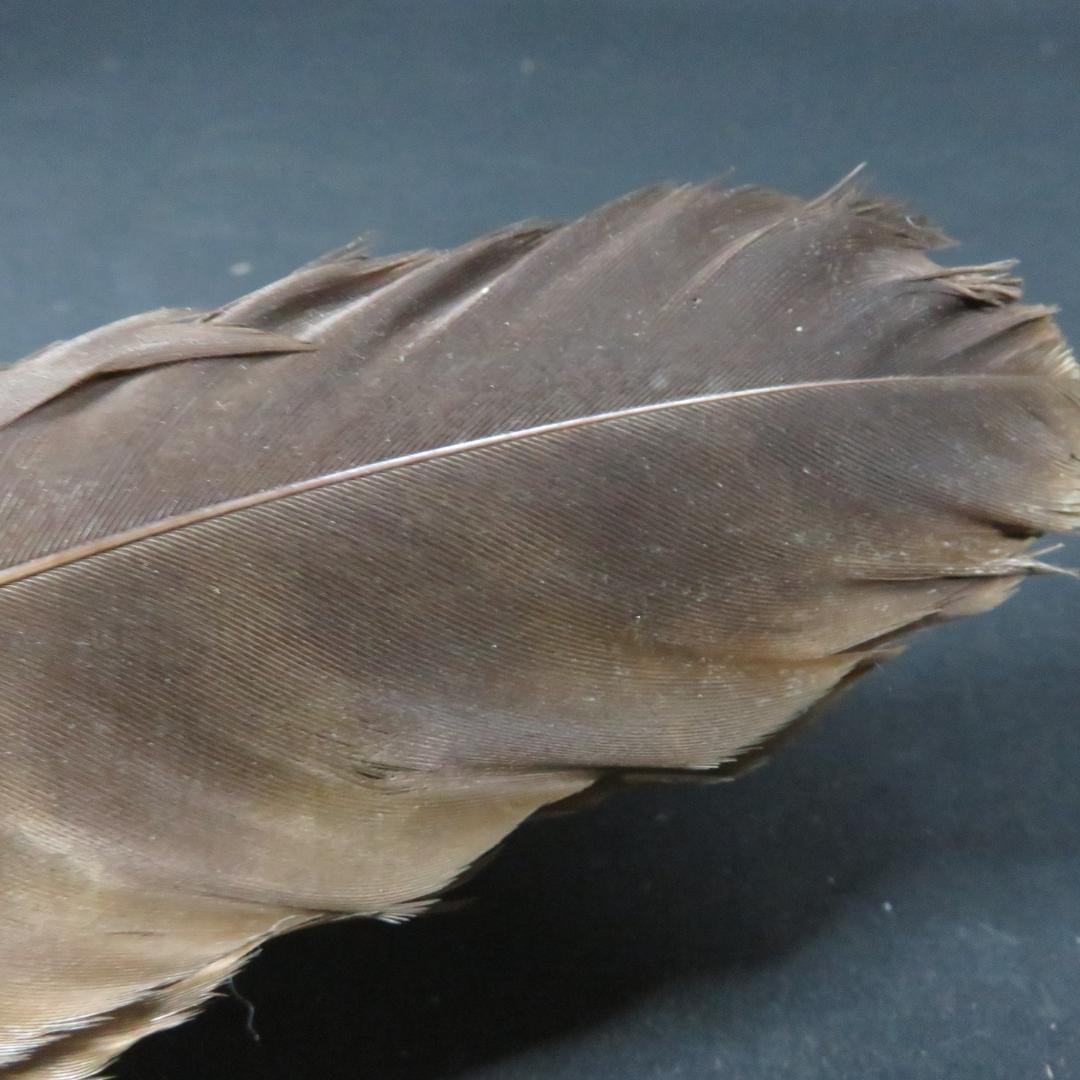 羽箒 2ケ 羽根 茶道具 茶器 茶会 茶の湯