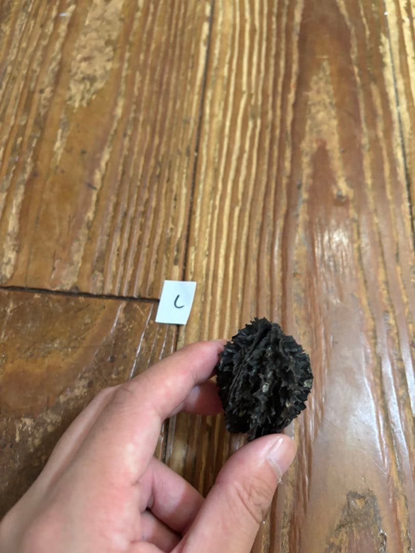 バタグルミ化石　c