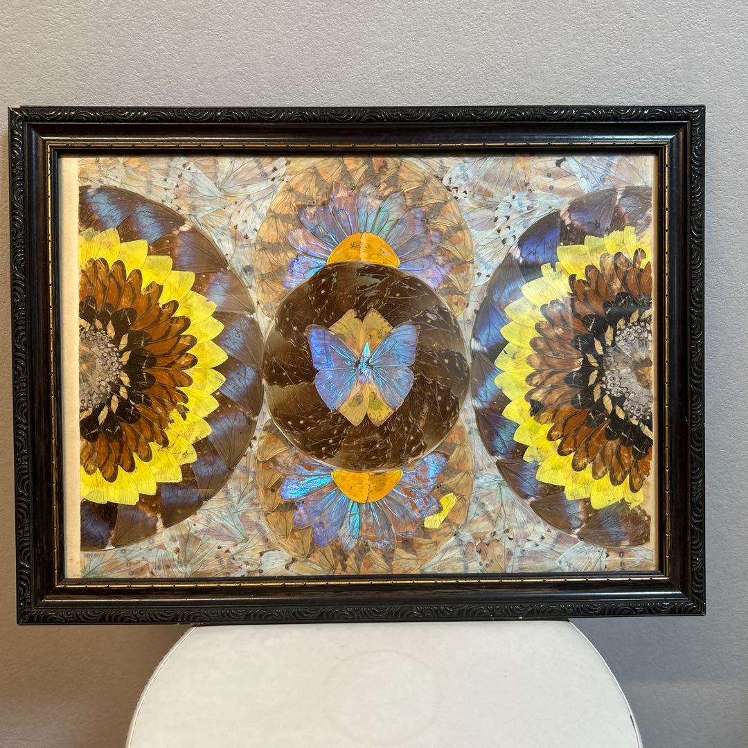 モルフォ蝶標本額入り