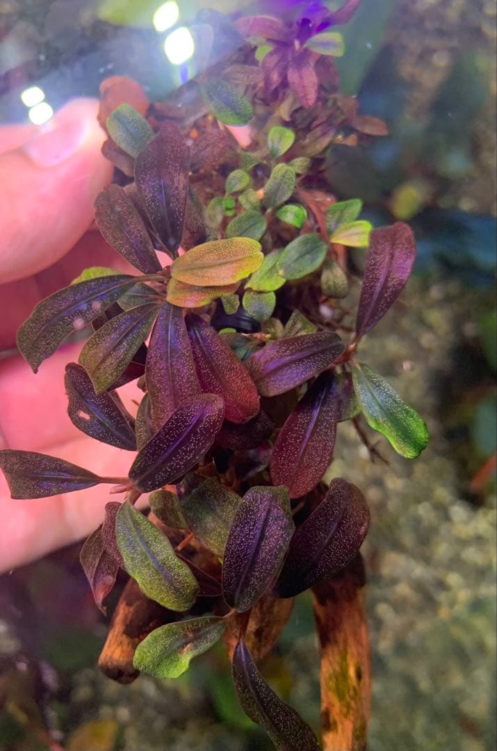 水中葉★ブセファランドラ★ Blue Oval、Mini Jade★2株セット★