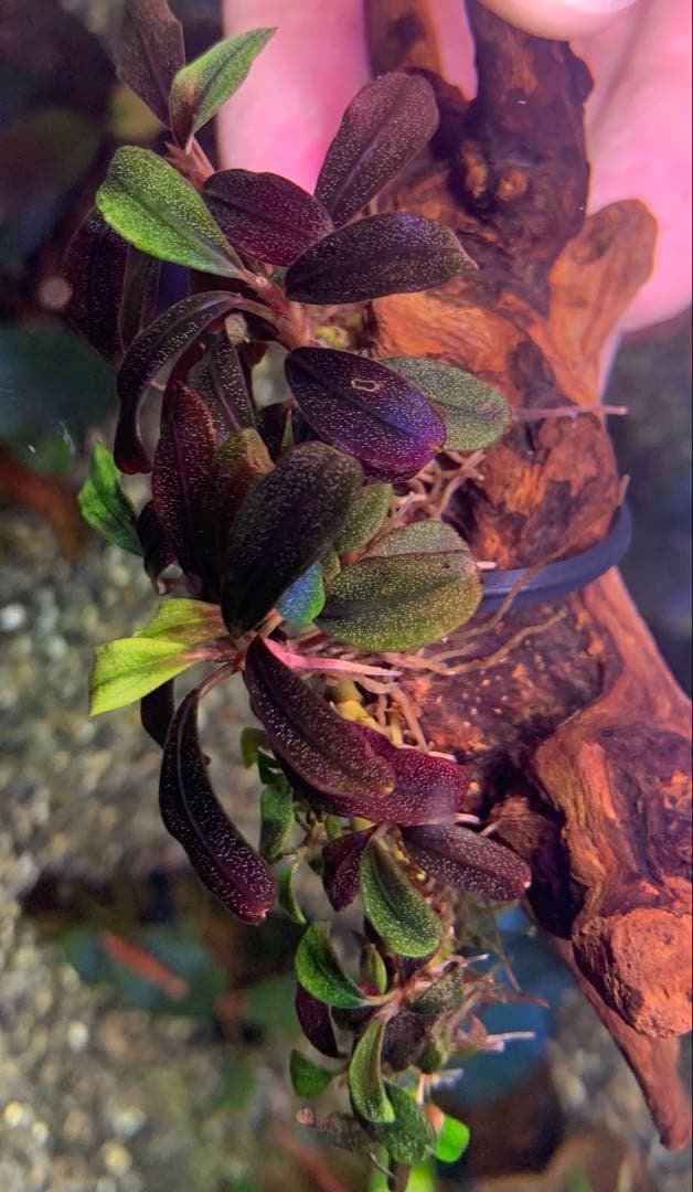 水中葉★ブセファランドラ★ Blue Oval、Mini Jade★2株セット★