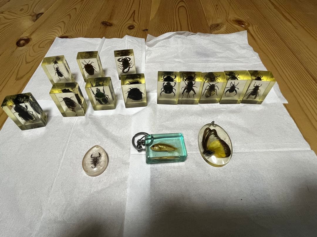 昆虫標本とおまけの魚の標本キーホルダー