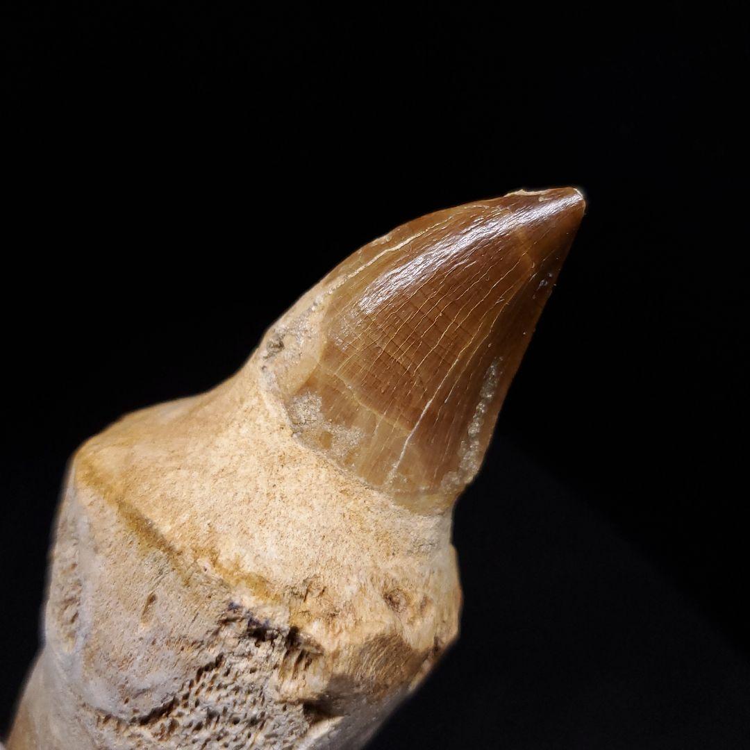 歯根付き モササウルス 化石 歯 本物 モロッコ産 90.49mm mos131