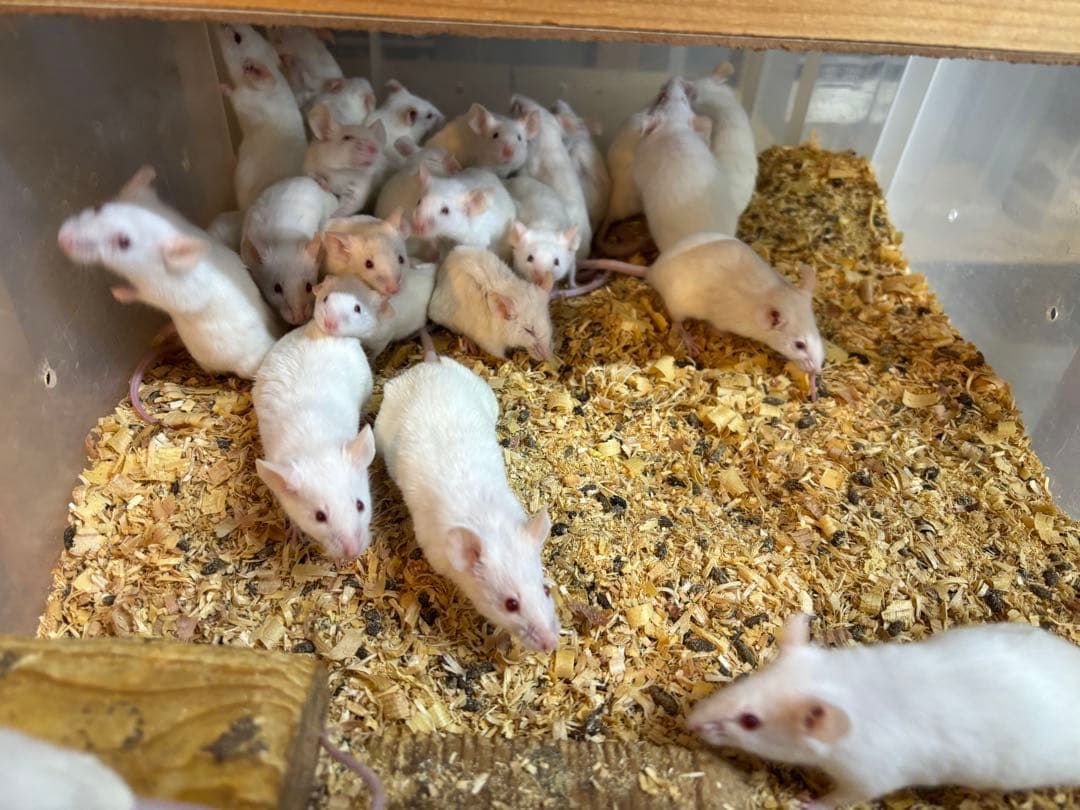 冷凍アダルトマウスML100匹