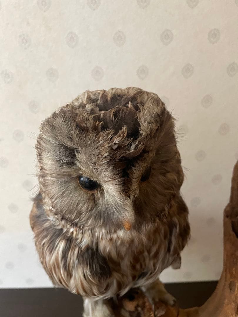 フクロウの剥製 木製台座付き