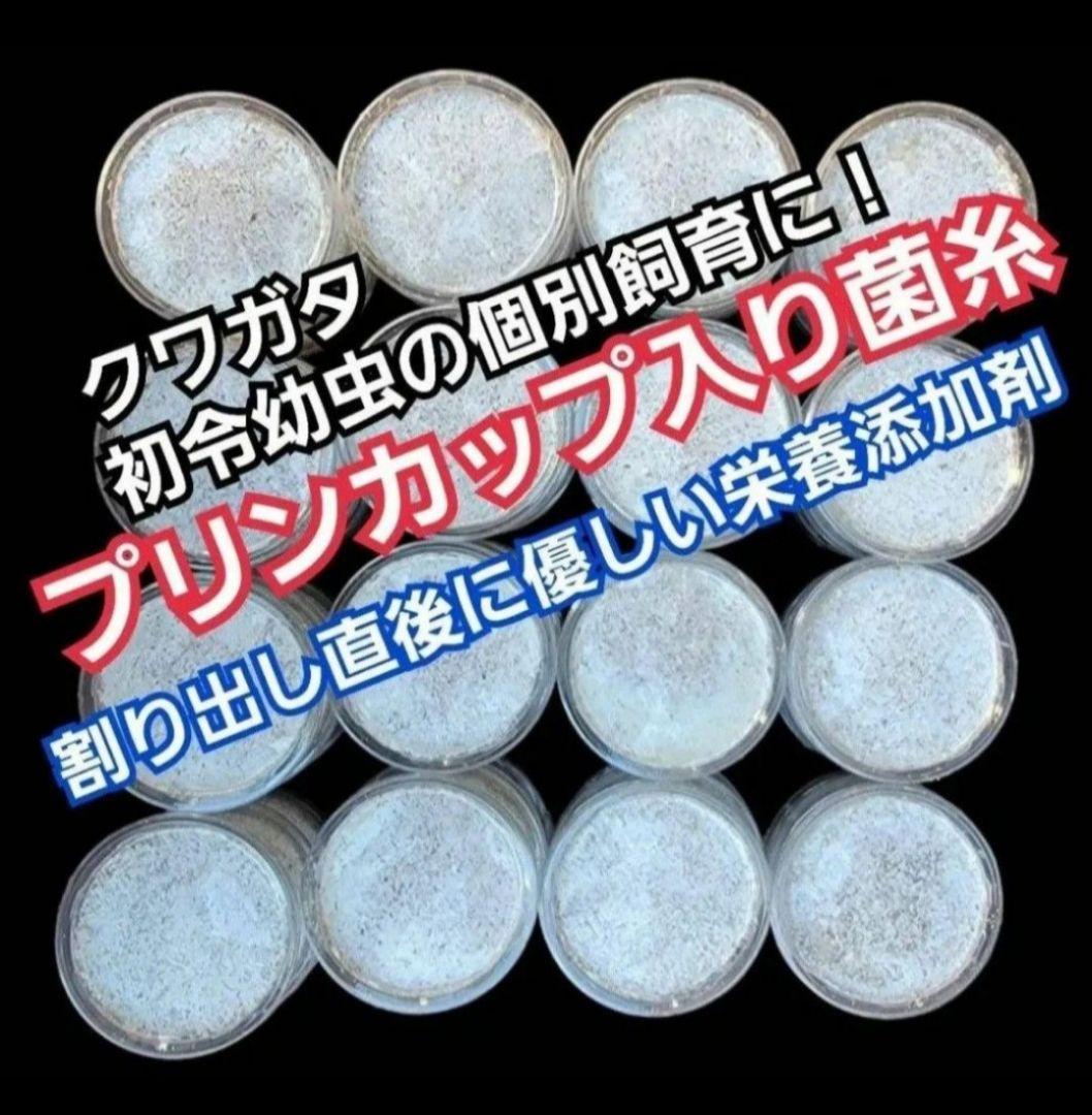 ヒマラヤひらたけ菌糸カップ【50個セット】初令、2令幼虫専用栄養添配合！