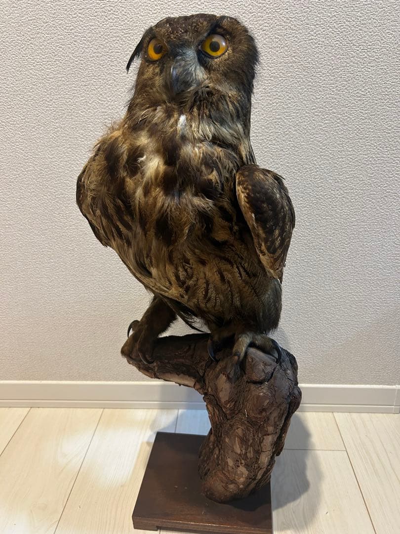 ユーラシアワシミミズクの剥製 約60cm